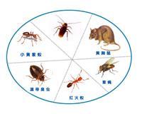 廣州滅蚊蠅公司